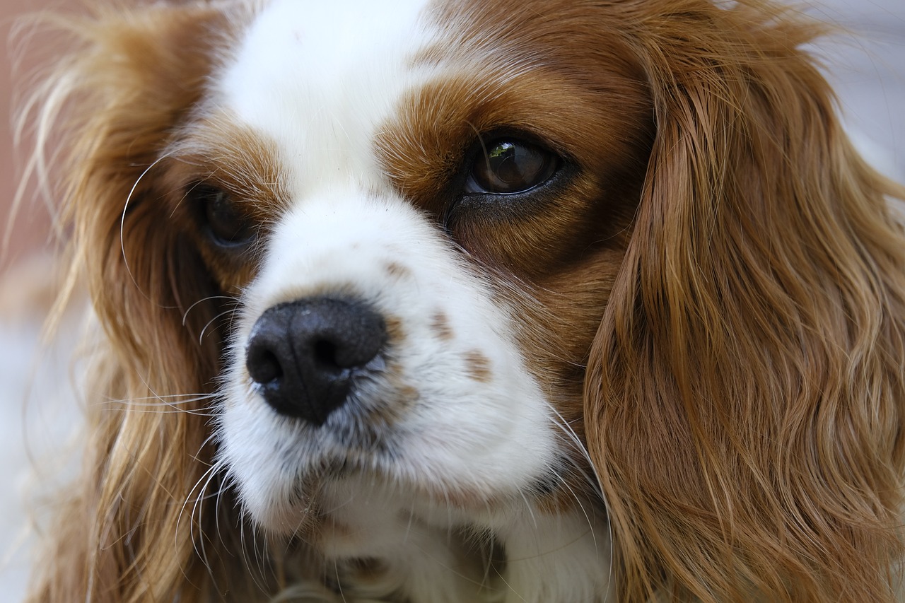 The Traits of the Clumber Spaniel - Calm and Gentle